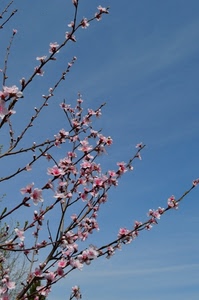 rosa, fiori, rami, cielo, albero, primavera, azzurro, pesco